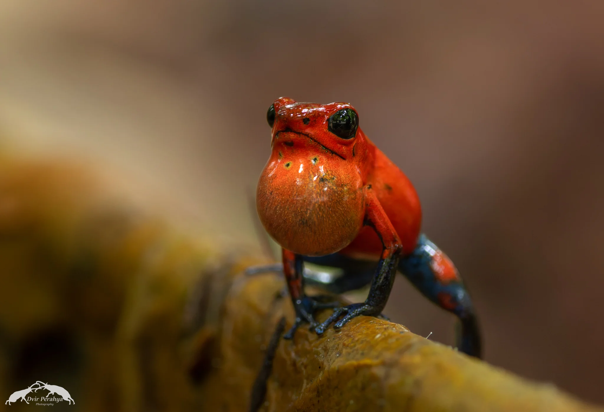 Costa Rica Wildlife